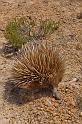 166 Kangaroo Island, echidna